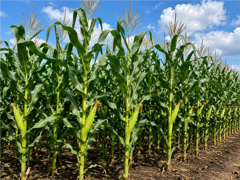 Healthy crop field representing crop management products