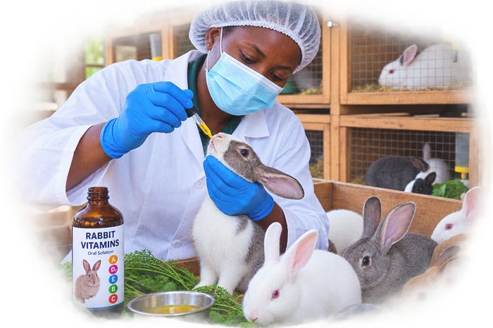 Vitamins category for animal health support
